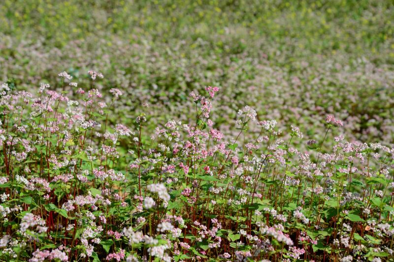 hoa Tam Giác Mạch